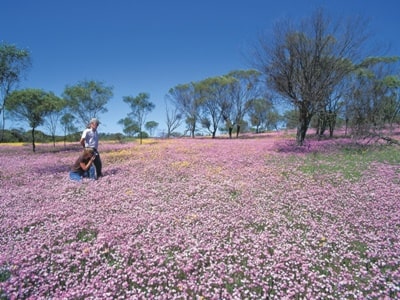 ピンクエバーラスティング
